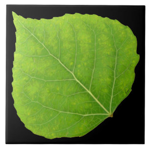 Azulejo De Cerâmica Folha verde #11 de Aspen