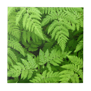 Azulejo De Cerâmica Folhas bonitas da samambaia