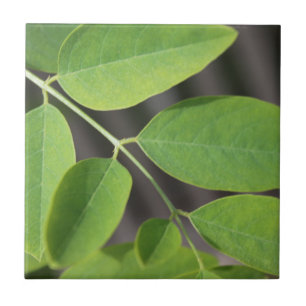Azulejo De Cerâmica Folhas bonito de cinzas verdes de verão.