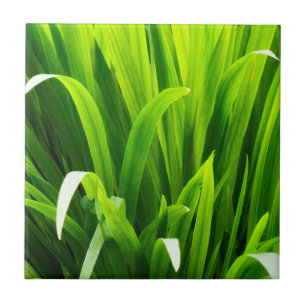 Azulejo De Cerâmica Folhas com iluminação traseira no jardim