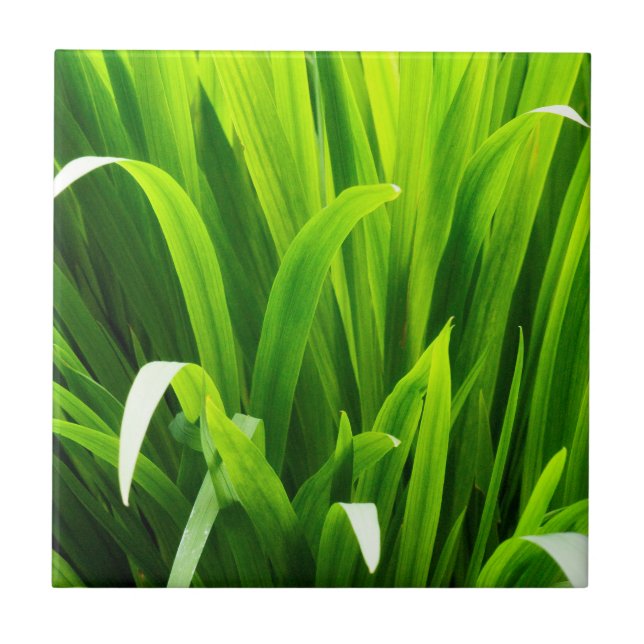 Azulejo De Cerâmica Folhas com iluminação traseira no jardim (Frente)