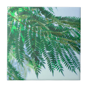 Azulejo De Cerâmica Folhas de árvores do Tema Pastel Jacaranda