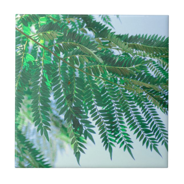 Azulejo De Cerâmica Folhas de árvores do Tema Pastel Jacaranda (Frente)