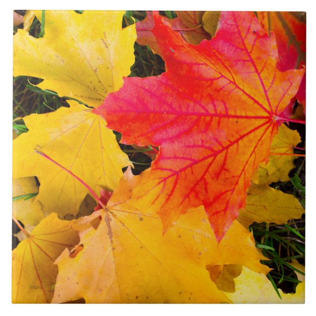 Azulejo De Cerâmica Folhas de carapaça caídas num chão (Frente)