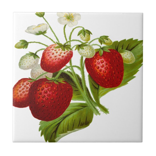 Azulejo De Cerâmica Folhas de folhas de fruta de comida (Frente)
