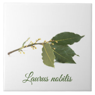 Azulejo De Cerâmica Folhas de louros frescas