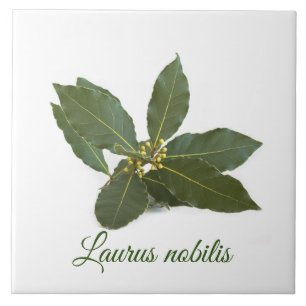 Azulejo De Cerâmica Folhas de louros frescas