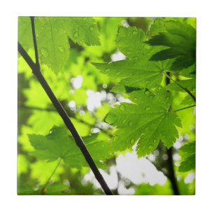 Azulejo De Cerâmica Folhas de Maple com Gotas de Rainha