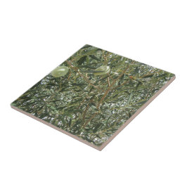 Azulejo De Cerâmica Folhas de oliveira