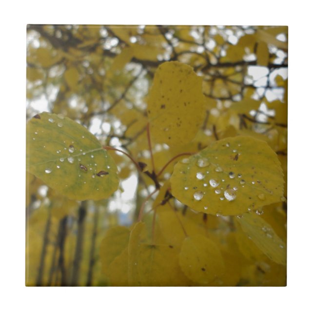 Azulejo De Cerâmica folhas do álamo tremedor (Frente)