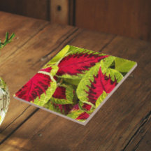 Folhas Florais de Coleus Colorido