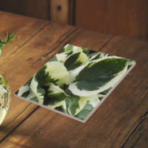 Folhas Florais de Hosta