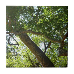 Azulejo De Cerâmica Folhas Verdes da Árvore Plátano Natureza