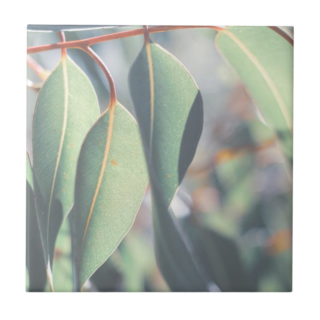 Azulejo De Cerâmica Folhas verdes de Eucalyptus claras (Frente)