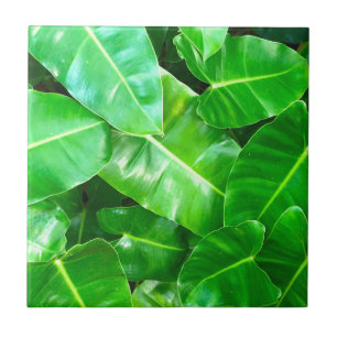 Azulejo De Cerâmica Folhas verdes Palm Folha Floresta tropical