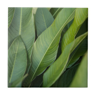 Azulejo De Cerâmica Folhas Verdes Tropicais Macias Botânica