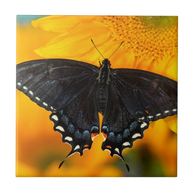 Azulejo De Cerâmica Forma Negra De Tigre Oriental (Frente)