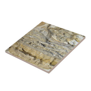 Azulejo De Cerâmica Fósseis da raiz na paredão da pedra calcária