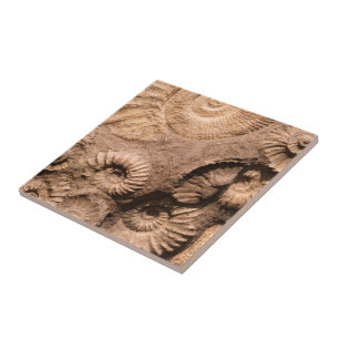 Azulejo De Cerâmica Fósseis de Shell