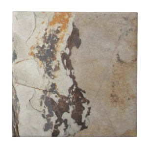 Azulejo De Cerâmica Fósseis vegetais de fósseis, OU rochas interessant