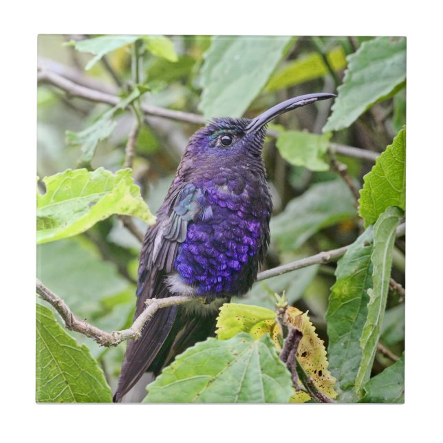 Azulejo De Cerâmica Foto azul do colibri (Frente)