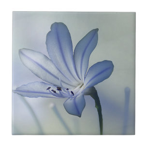 Azulejo De Cerâmica Foto azul fresca da flor