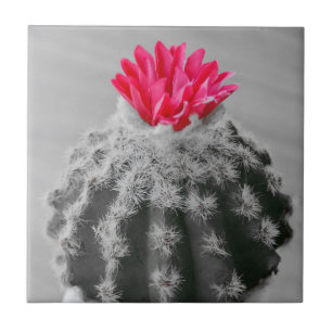 Azulejo De Cerâmica Foto Branca Preta Da Planta De Cactus Com Flor Ros