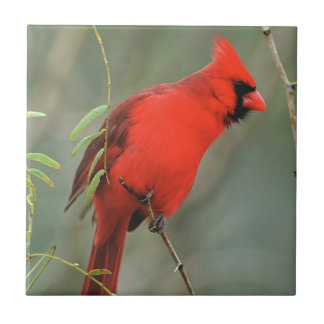 Azulejo De Cerâmica Foto cardinal do pássaro