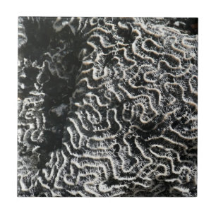 Azulejo De Cerâmica Foto da natureza do Abstrato Black and White Coral