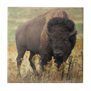 Azulejo De Cerâmica Foto de Bison