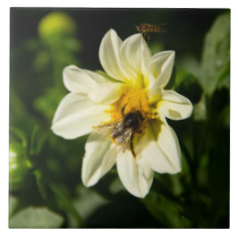 Azulejo De Cerâmica Foto de Bumblebee e dahlia branca