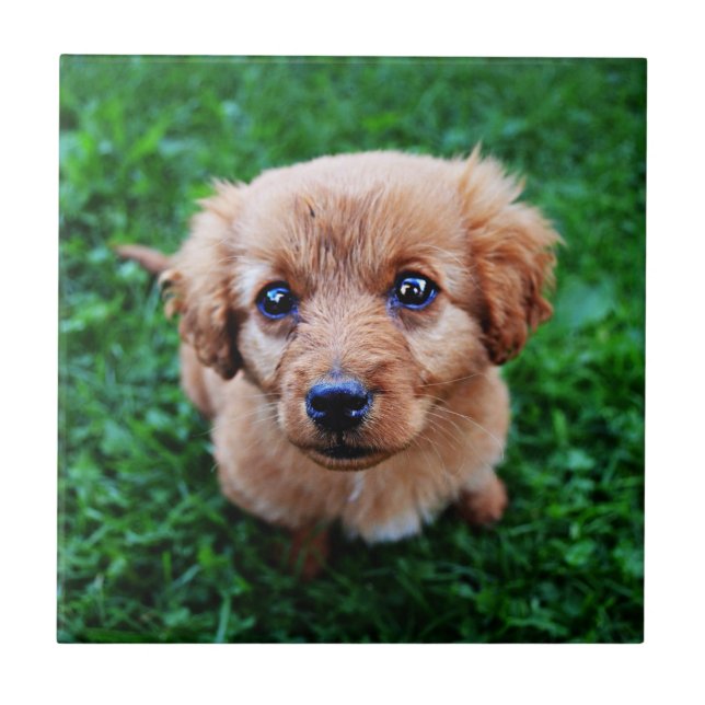 Azulejo De Cerâmica Foto de Cachorrinho Adorável (Frente)
