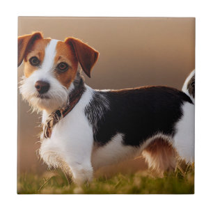 Azulejo De Cerâmica Foto de Cachorro Cachorro Russel Terrier