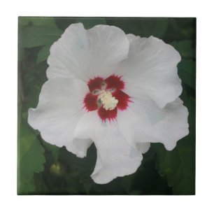 Azulejo De Cerâmica Foto de Flor de Hibiscus Branco Elegante