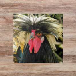 Azulejo De Cerâmica Foto de frango de cabelo ruim