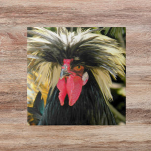 Azulejo De Cerâmica Foto de frango de cabelo ruim
