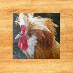 Azulejo De Cerâmica Foto de frango polonês vermelho
