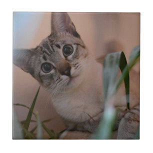Azulejo De Cerâmica Foto de gato bonito