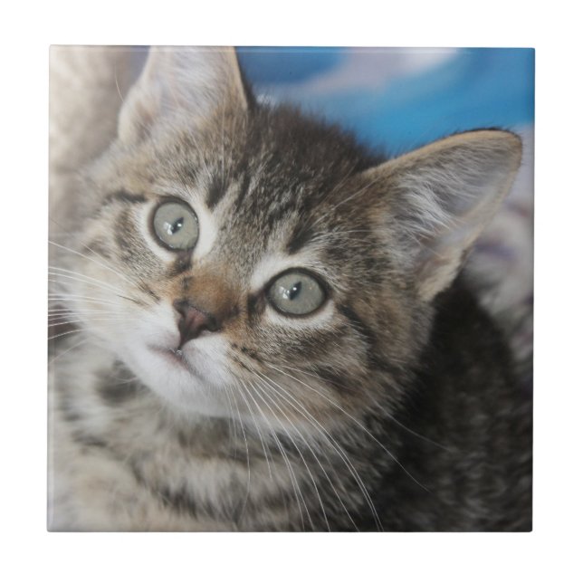 Azulejo De Cerâmica Foto de Gato da Família Fácil (Frente)