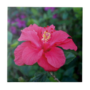 Azulejo De Cerâmica Foto de Hibiscus Rosa Brilhante