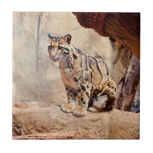 Azulejo De Cerâmica foto de leopardo nebuloso natureza vida selvagem e