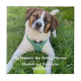 Azulejo De Cerâmica Foto de noivado 'Meus Humanos Estão se Casando'