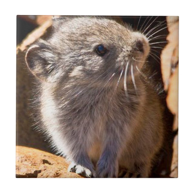 Azulejo De Cerâmica Foto de Pika bonita para sua cozinha (Frente)