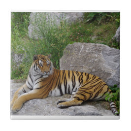 Azulejo De Cerâmica Foto de retrato de um tigre siberiano