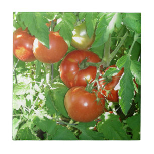 Azulejo De Cerâmica Foto de tomates vermelhos maduros na videira