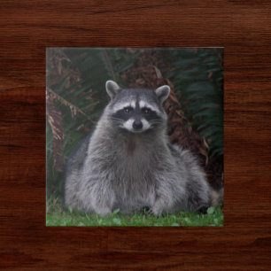 Azulejo De Cerâmica Foto de Wildlife da Floresta Raciana