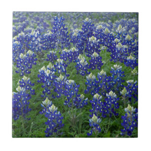 Azulejo De Cerâmica Foto do campo dos Bluebonnets de Texas