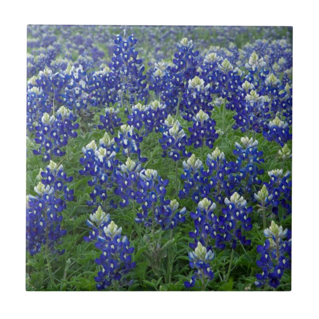 Azulejo De Cerâmica Foto do campo dos Bluebonnets de Texas (Frente)
