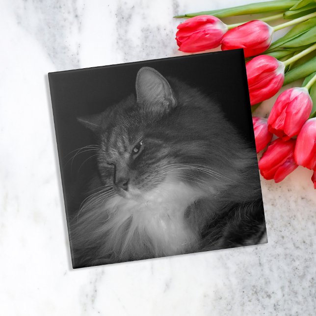 Azulejo De Cerâmica Foto do Gato BW de Simba (Criador carregado)