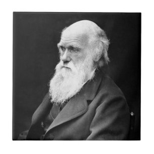 Azulejo De Cerâmica Foto do retrato de Charles Darwin